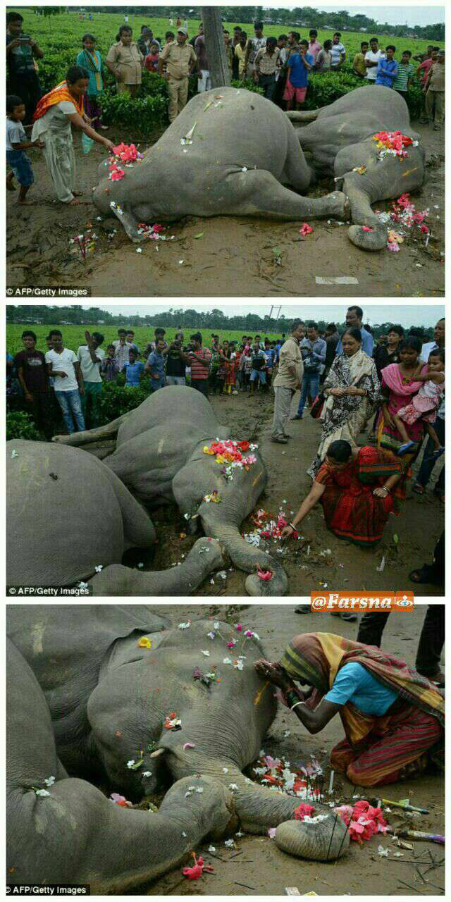 مرگ غم‌انگیز فیل مادر و بچه‌اش